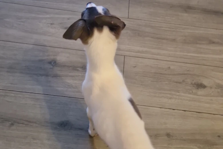 Whippet
