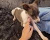 Whippet