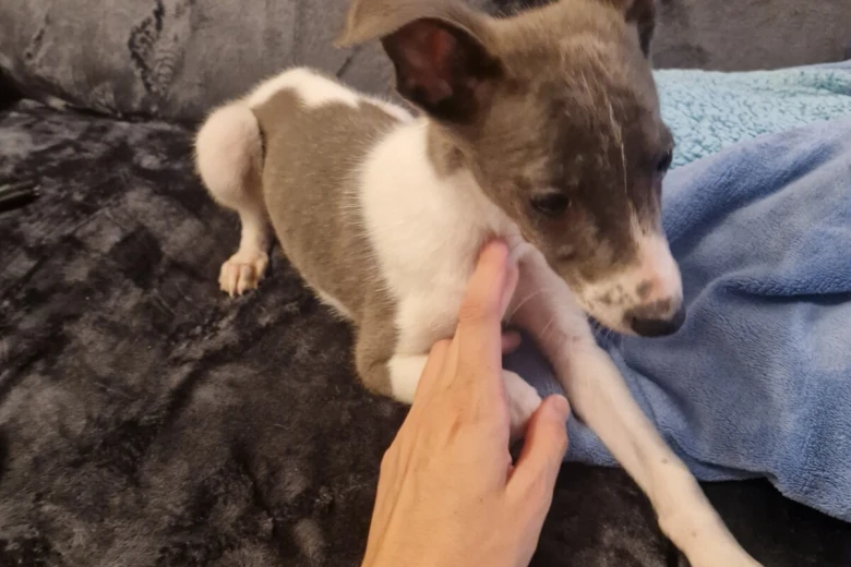 Whippet