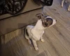 Whippet
