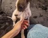Whippet