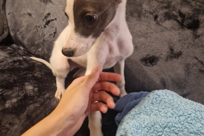 Whippet