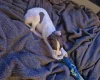 Whippet