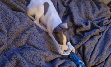 Whippet