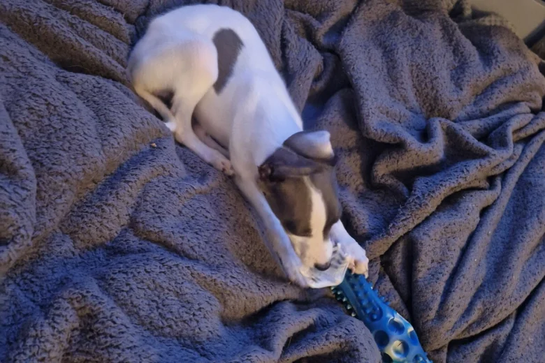 Whippet