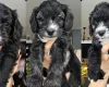 Yorkiepoo