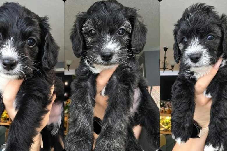 Yorkiepoo