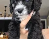 Yorkiepoo