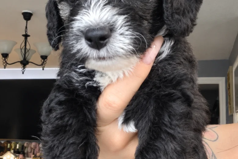 Yorkiepoo