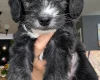Yorkiepoo