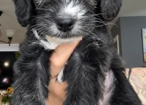 Puppy 3
