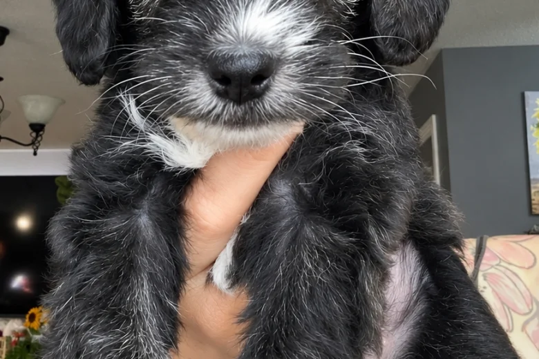 Yorkiepoo