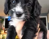 Yorkiepoo