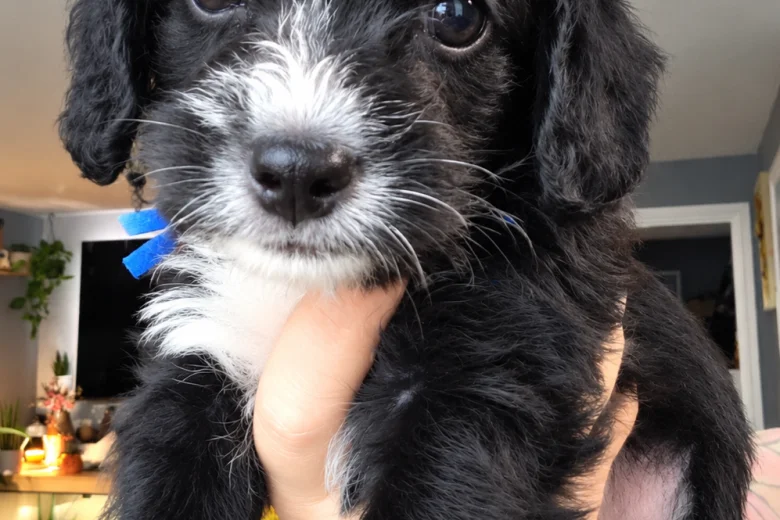 Yorkiepoo