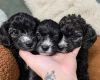 Yorkiepoo