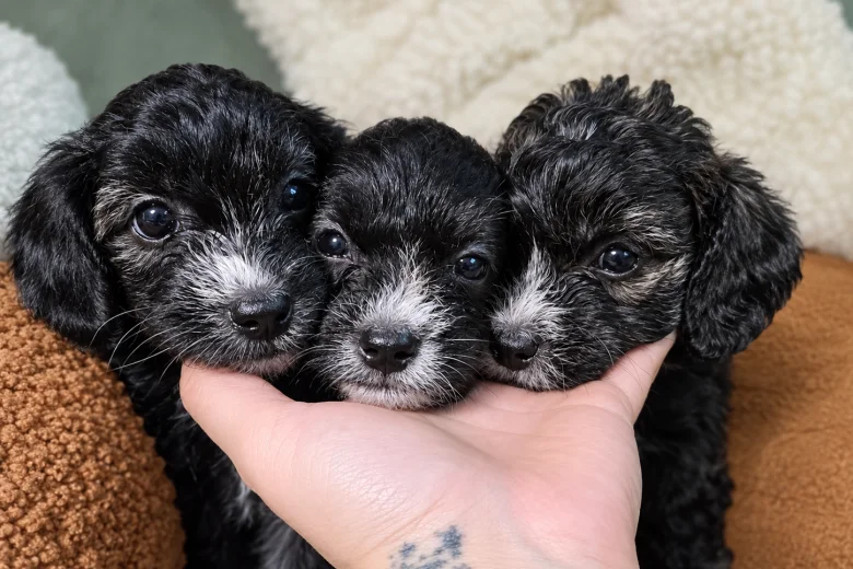 Yorkiepoo