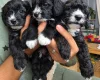 Yorkiepoo