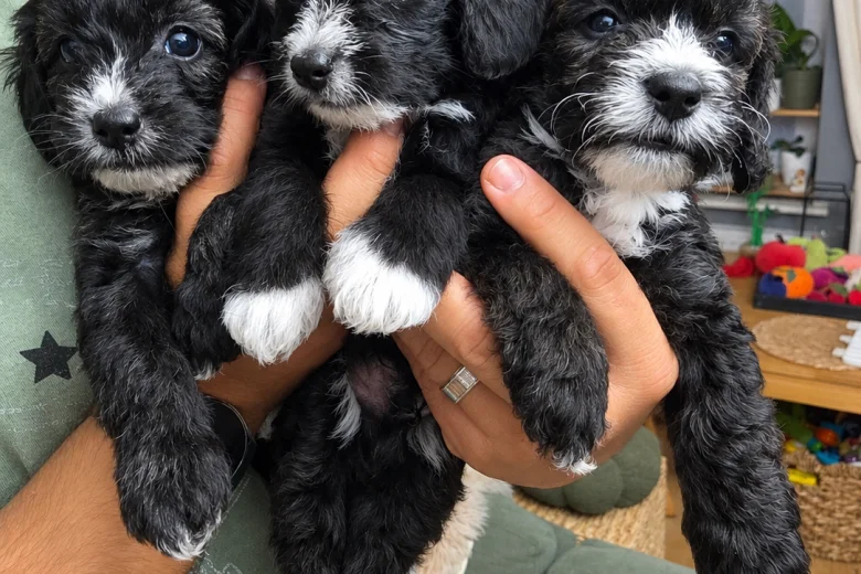 Yorkiepoo