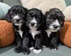 Yorkiepoo