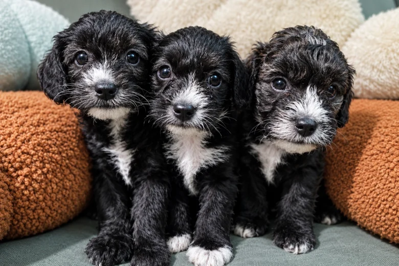 Yorkiepoo