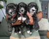 Yorkiepoo