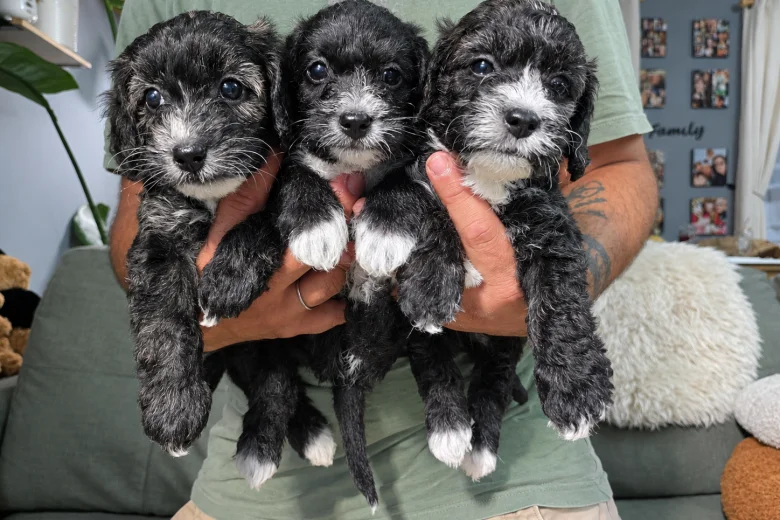 Yorkiepoo