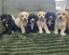 Yorkiepoo