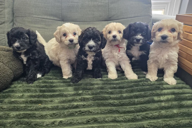 Yorkiepoo
