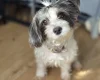 Yorkiepoo