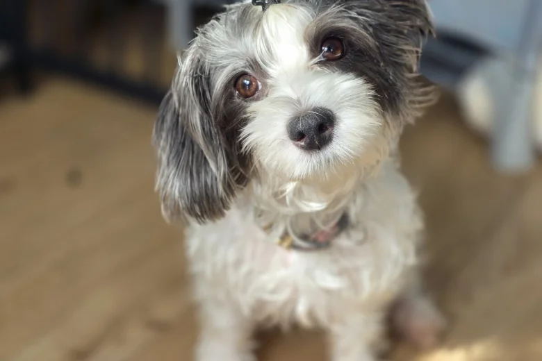 Yorkiepoo