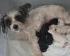 Yorkiepoo