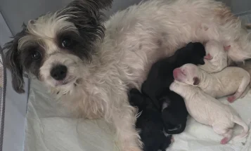 Yorkiepoo