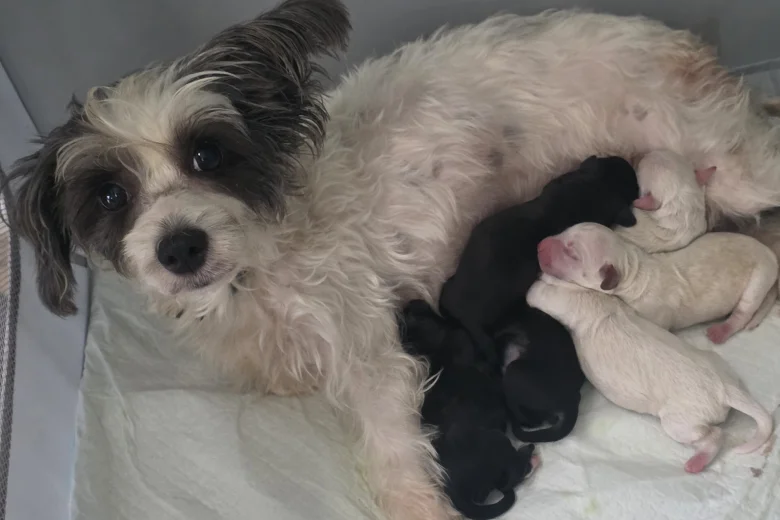 Yorkiepoo