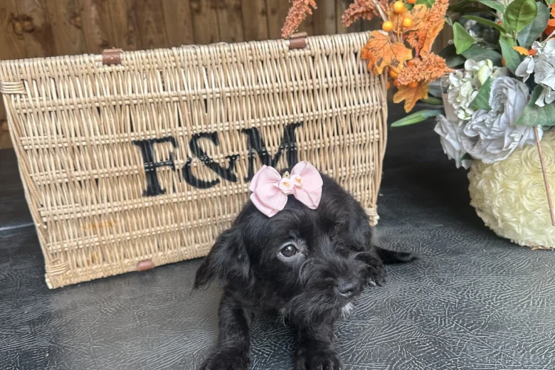 Yorkiepoo