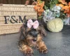 Yorkiepoo