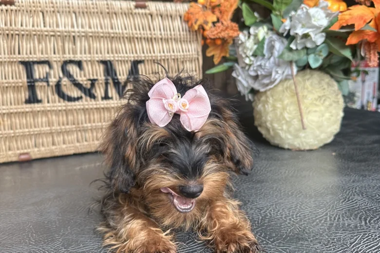 Yorkiepoo