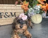 Yorkiepoo