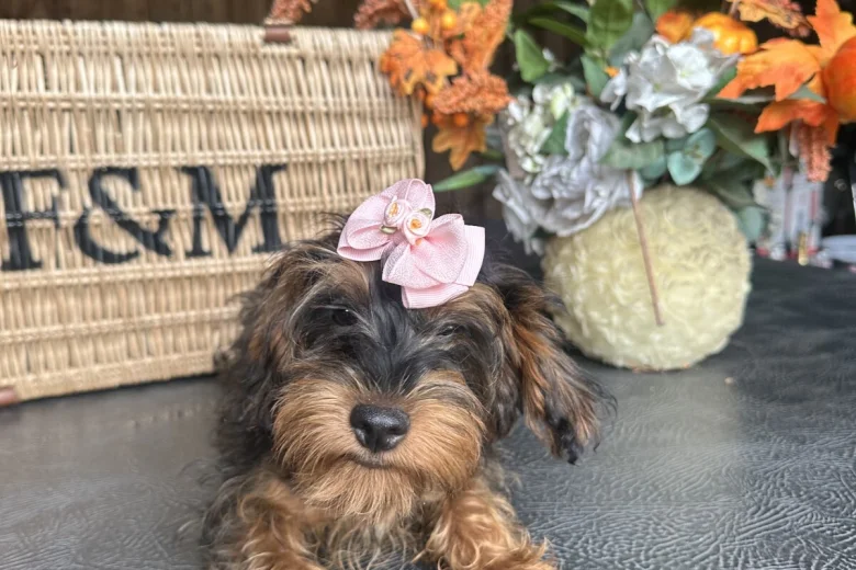 Yorkiepoo