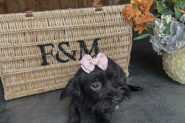 Yorkiepoo