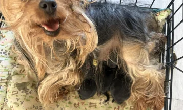 Yorkshire Terrier