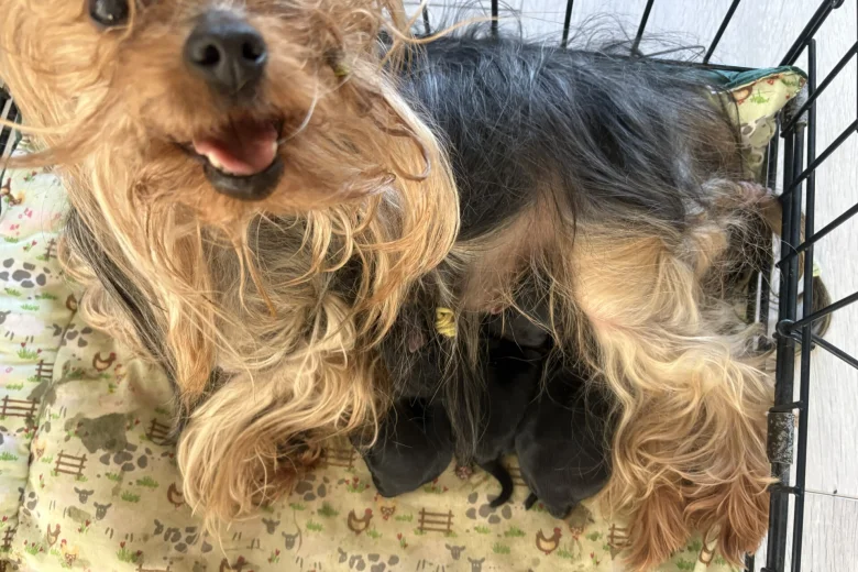 Yorkshire Terrier