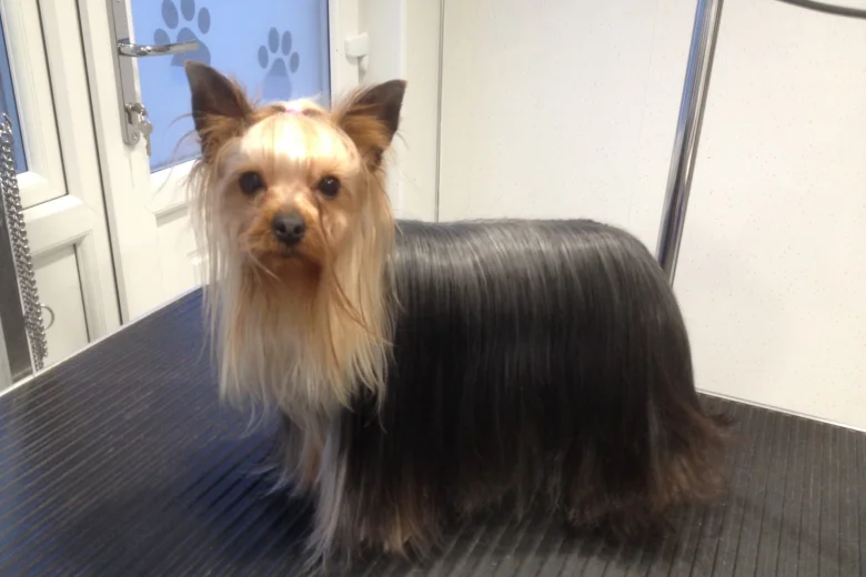 Yorkshire Terrier