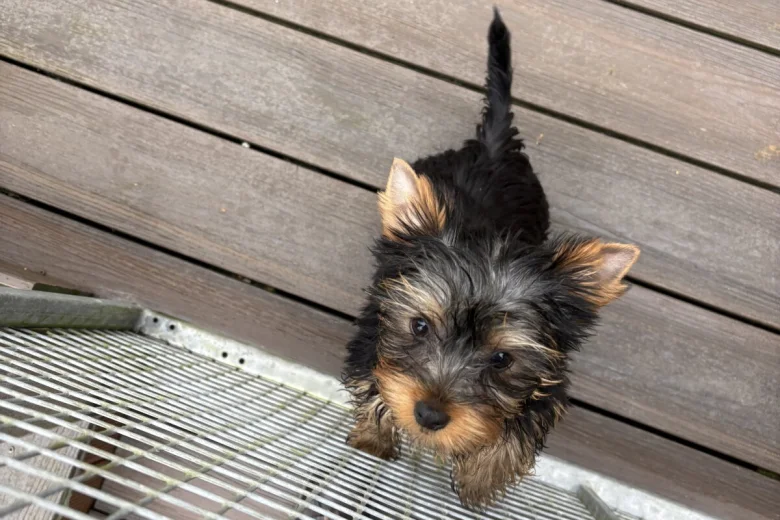 Yorkshire Terrier