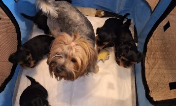 Yorkshire Terrier
