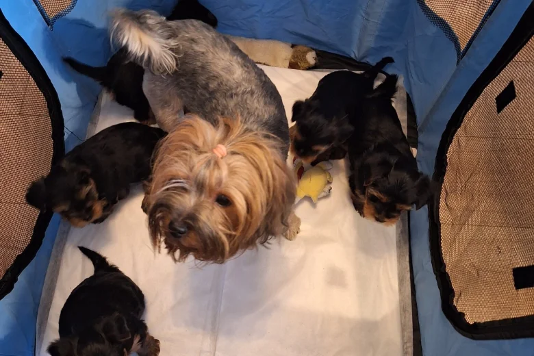 Yorkshire Terrier