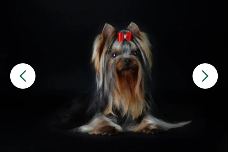 Yorkshire Terrier