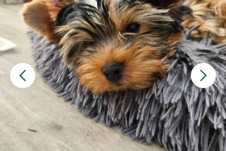 Yorkshire Terrier