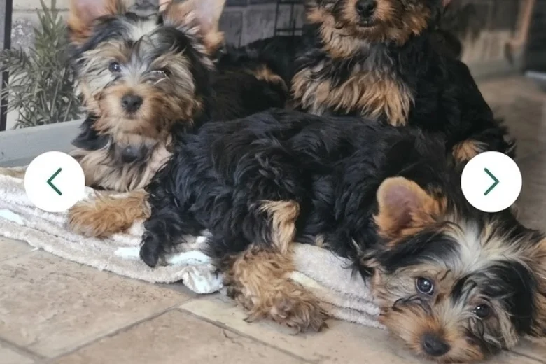 Yorkshire Terrier