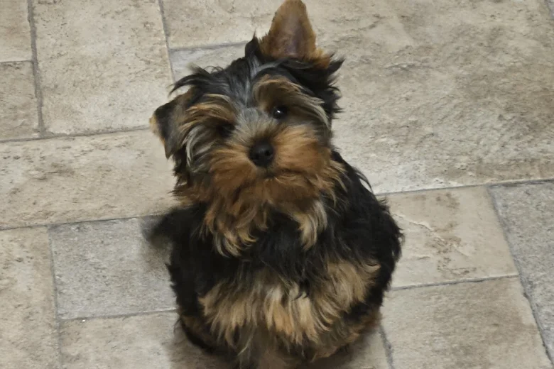 Yorkshire Terrier