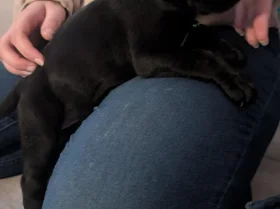 Cane Corso